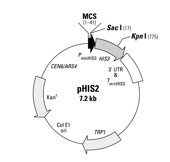 [0820-PVT4037] PHIS2 plasmid - 2 ug