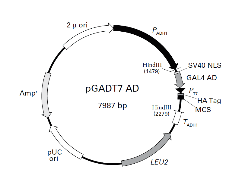 [0820-PVT4018] PGADT7-AD plasmid - 2 µg