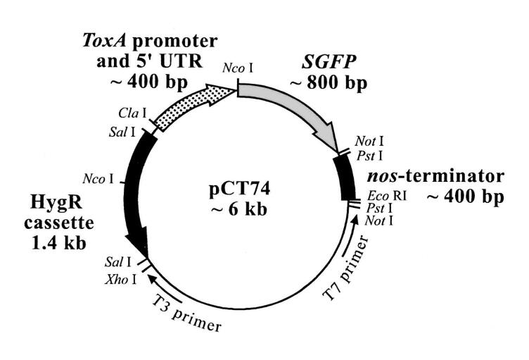 PCT74 - 2 µg