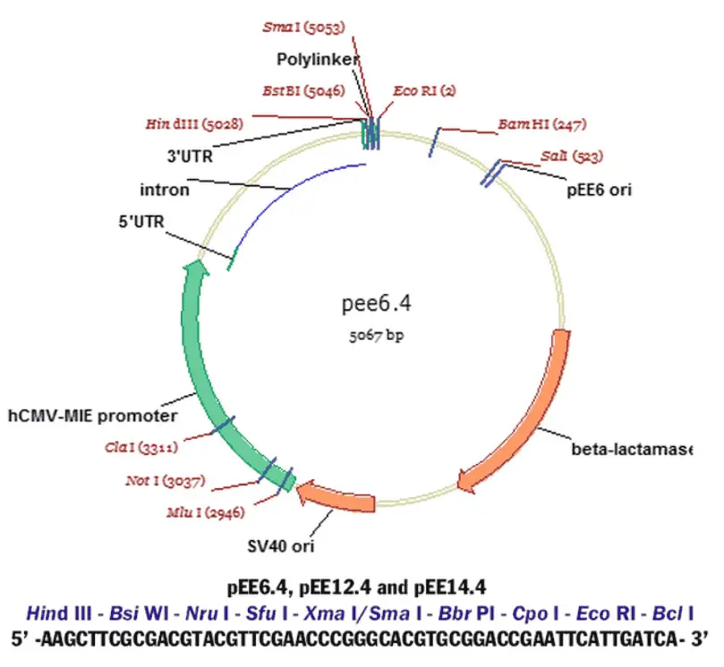 [0820-PVT1802] pEE6.4 Plasmid - 2 ug