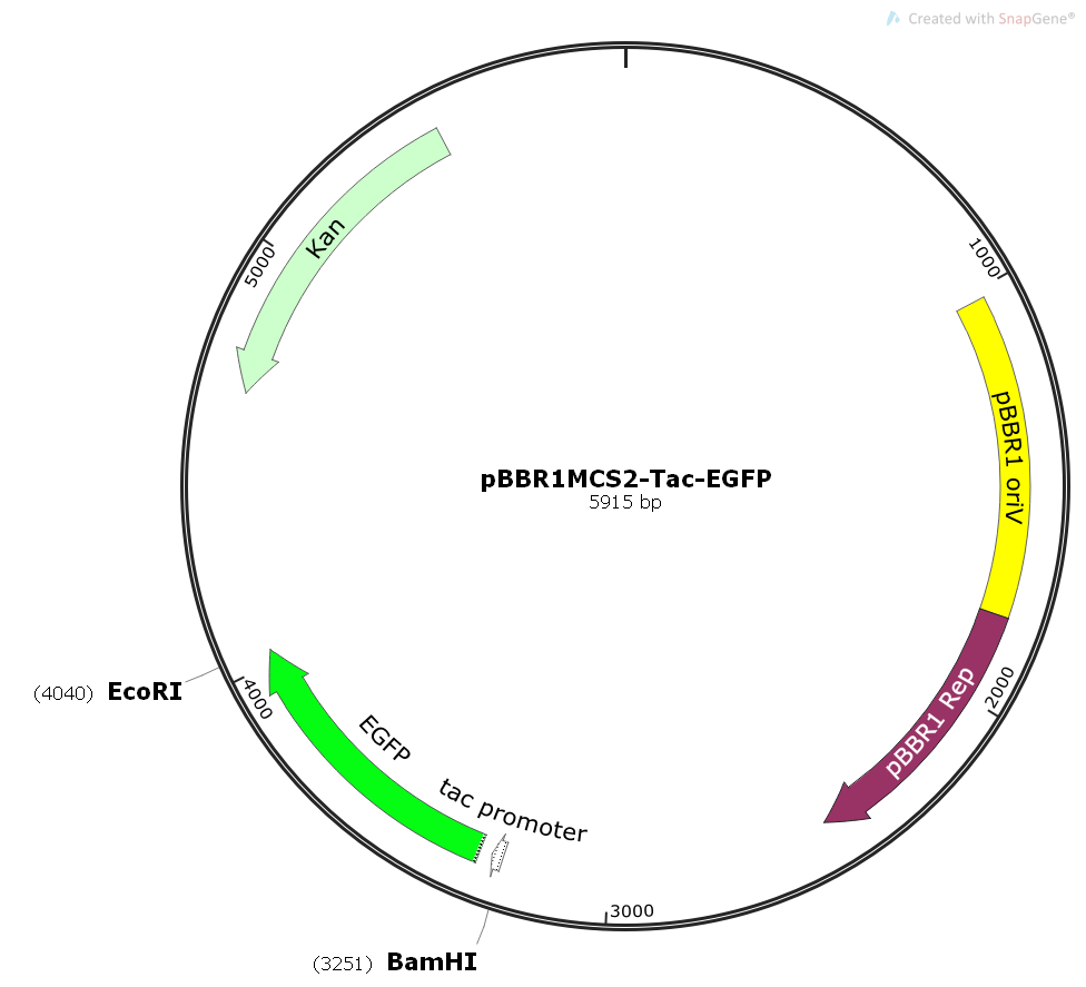 pBBR1MCS2-Tac-EGFP - 2 µg