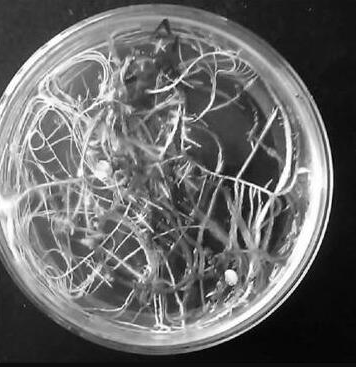 A4 AGROBACTERIUM STRAIN (FREE REPLACEMENT) - 100 μL