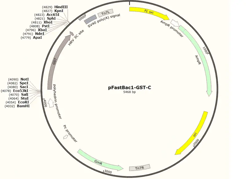 [0820-PVT5111] pFastBac-GST-C Plasmid - 2 ug