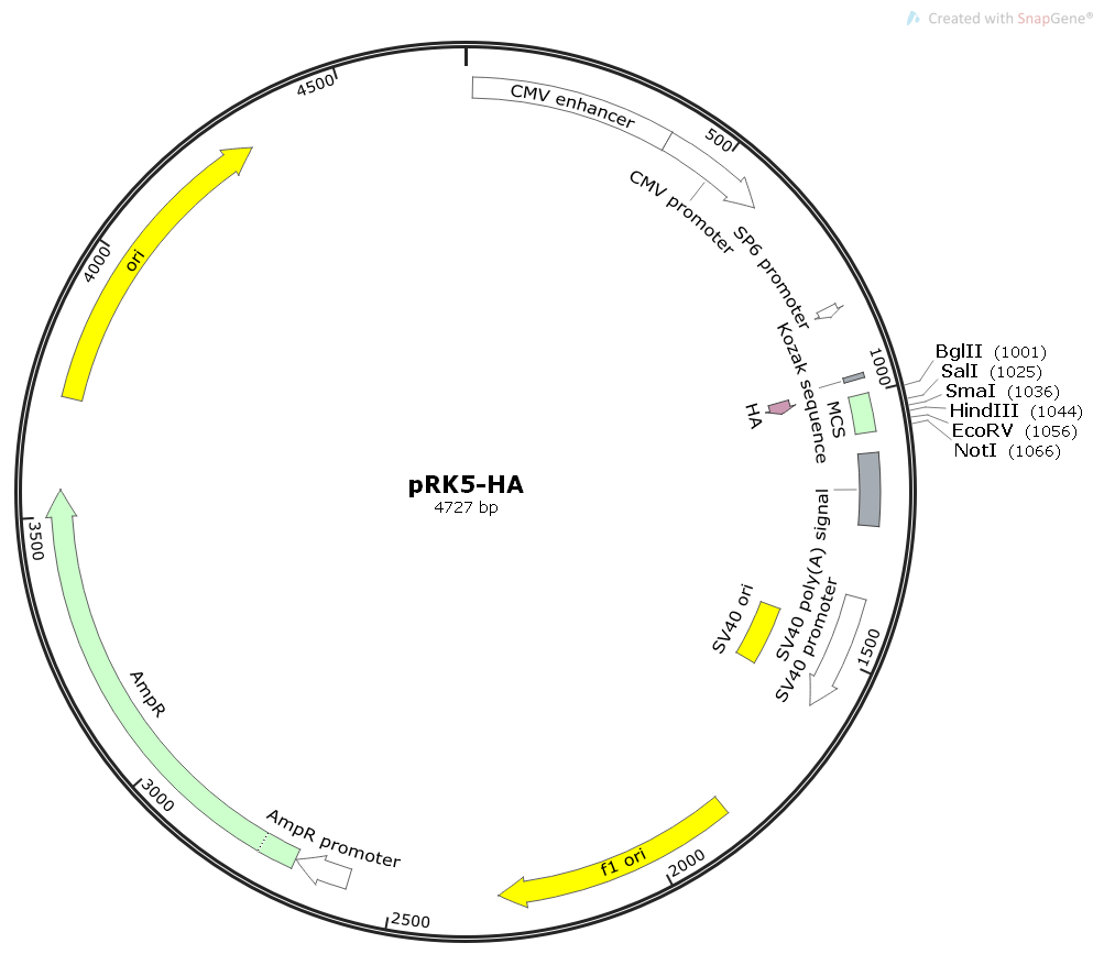 PRK5- HA - 2 µg