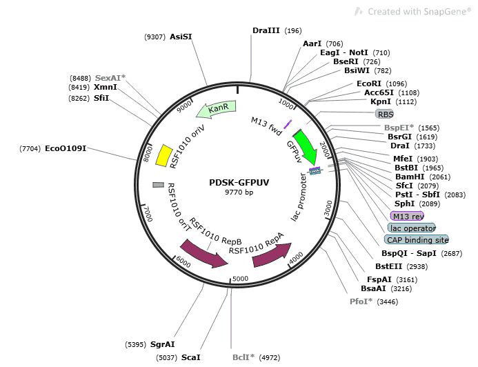 [0820-PVT17263] pDSK-GFPuv plasmid - 2 µg